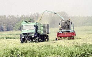 Unimog 437.105 mit zwei Anhängern im Ernteeinsatz
